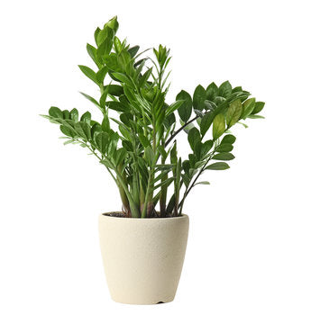 Zanbia Plant