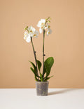 Orchid Plant